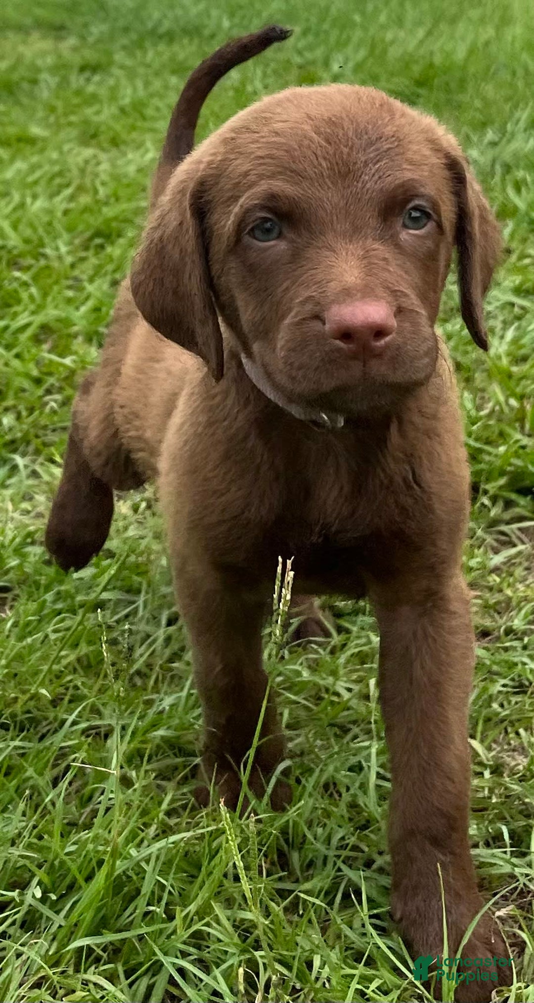 Chesapeake Bay Retriever dogs for sale: Female Purple Collar - Image 9