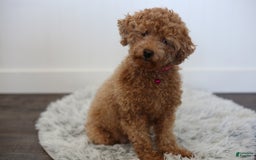 Maltipoo dogs for sale: Yogi - Image 19