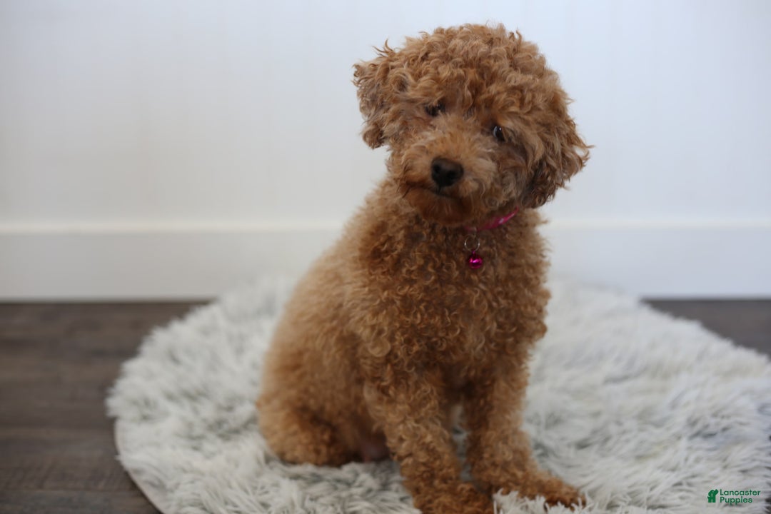 Maltipoo dogs for sale: Yogi - Image 19