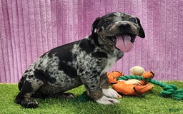 Catahoula Leopard Dog dogs for sale: Duchess 2025 Female 6 - Image 12
