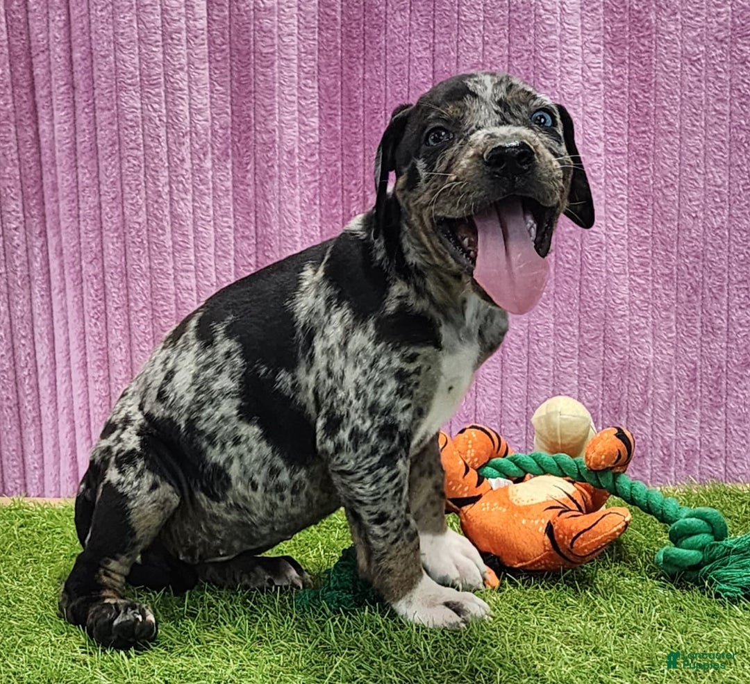 Catahoula Leopard Dog dogs for sale: Duchess 2025 Female 6 - Image 12