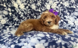 Cockapoo dogs for sale: Missy - Image 10