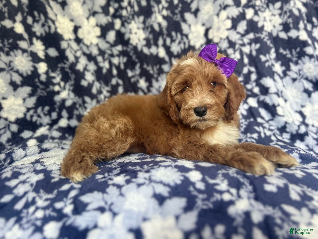 Cockapoo dogs for sale: Missy - Image 10