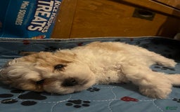 Miniature Poodle dogs for sale: May - Image 6