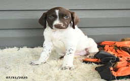 German Shorthaired Pointer dogs for sale: Awesome - Image 4