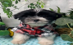 Shorkie dogs for sale: Little Milo - Image 7