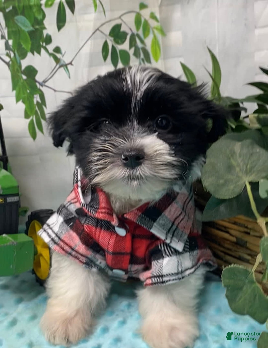 Shorkie dogs for sale: Little Milo - Image 7