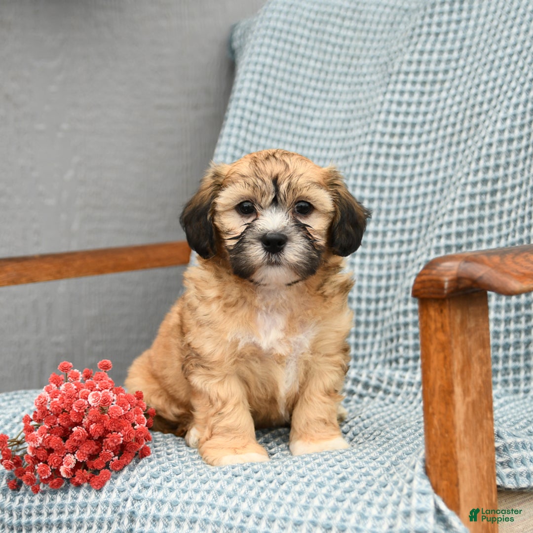 Shihpoo dogs for sale: Owen - Image 2