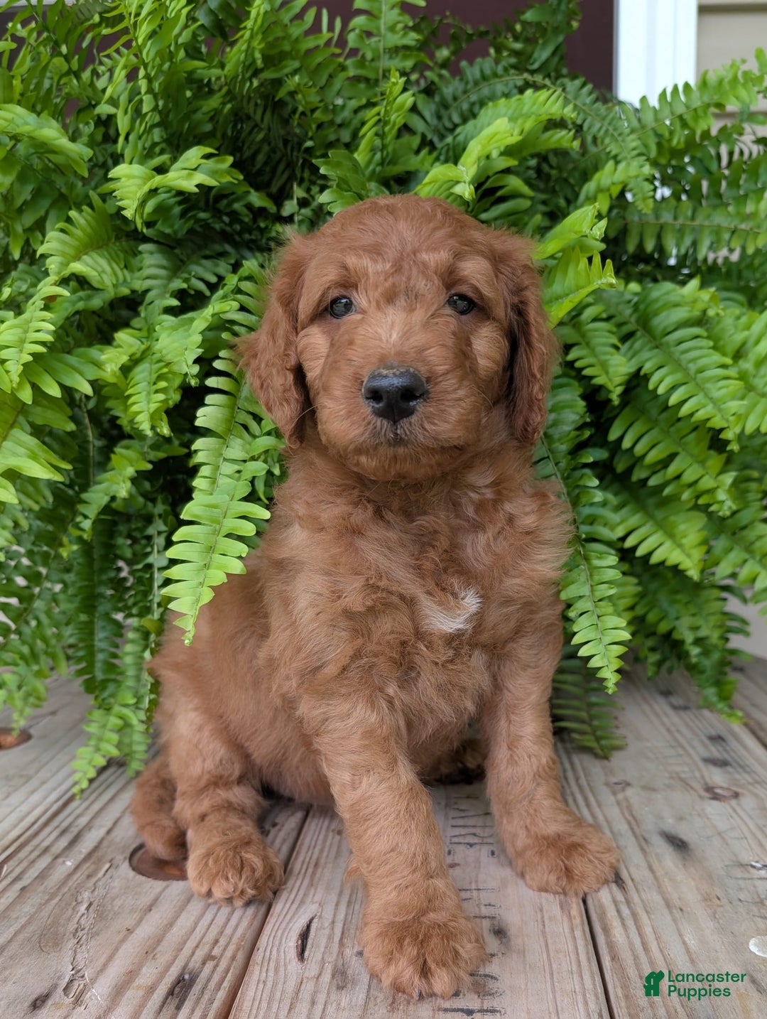 Goldendoodle dogs for sale: Dash - Image 18