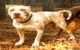 American Bully dogs for sale: "   Aaliyah" - Image 7