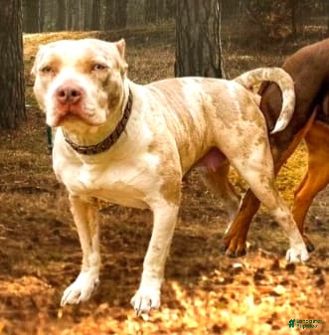 American Bully dogs for sale: "   Aaliyah" - Image 7
