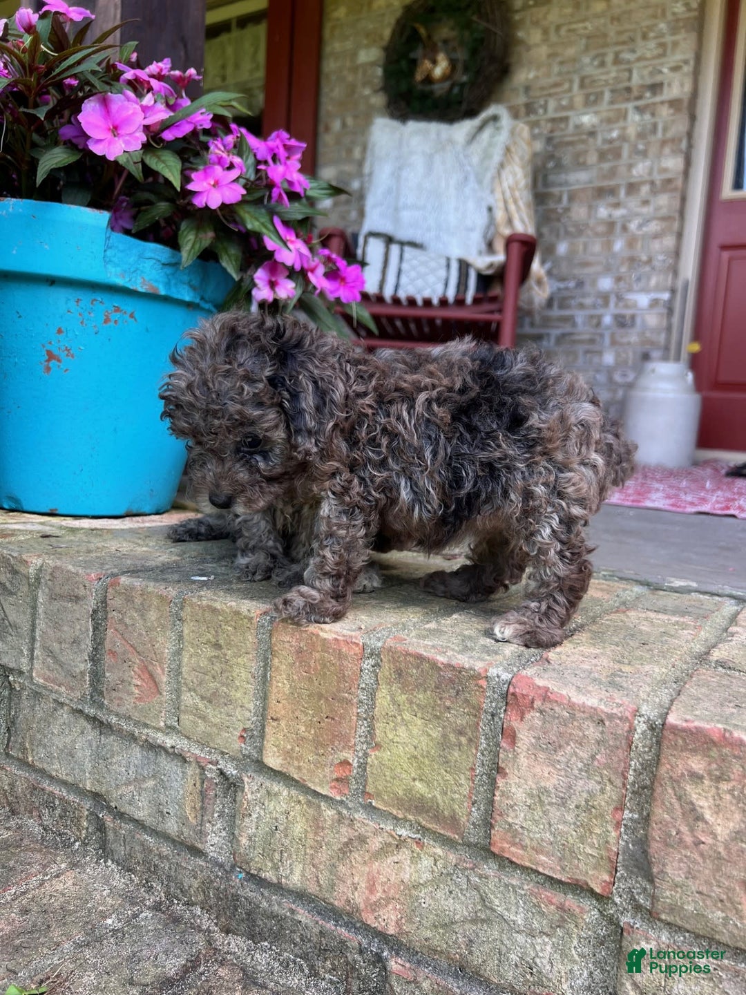 Cavapoo dogs for sale: Rocky - Image 2