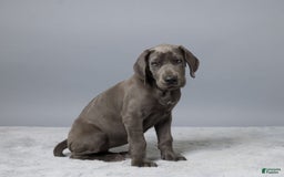 Great Dane dogs for sale: Trisha - Image 2