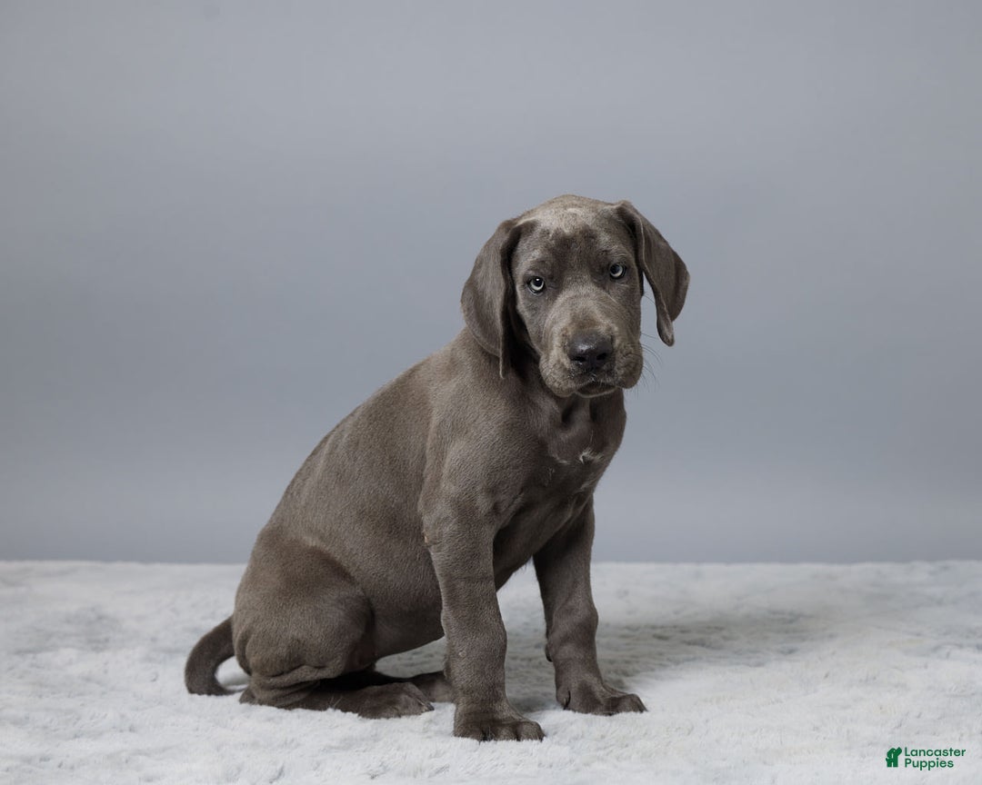 Great Dane dogs for sale: Trisha - Image 2