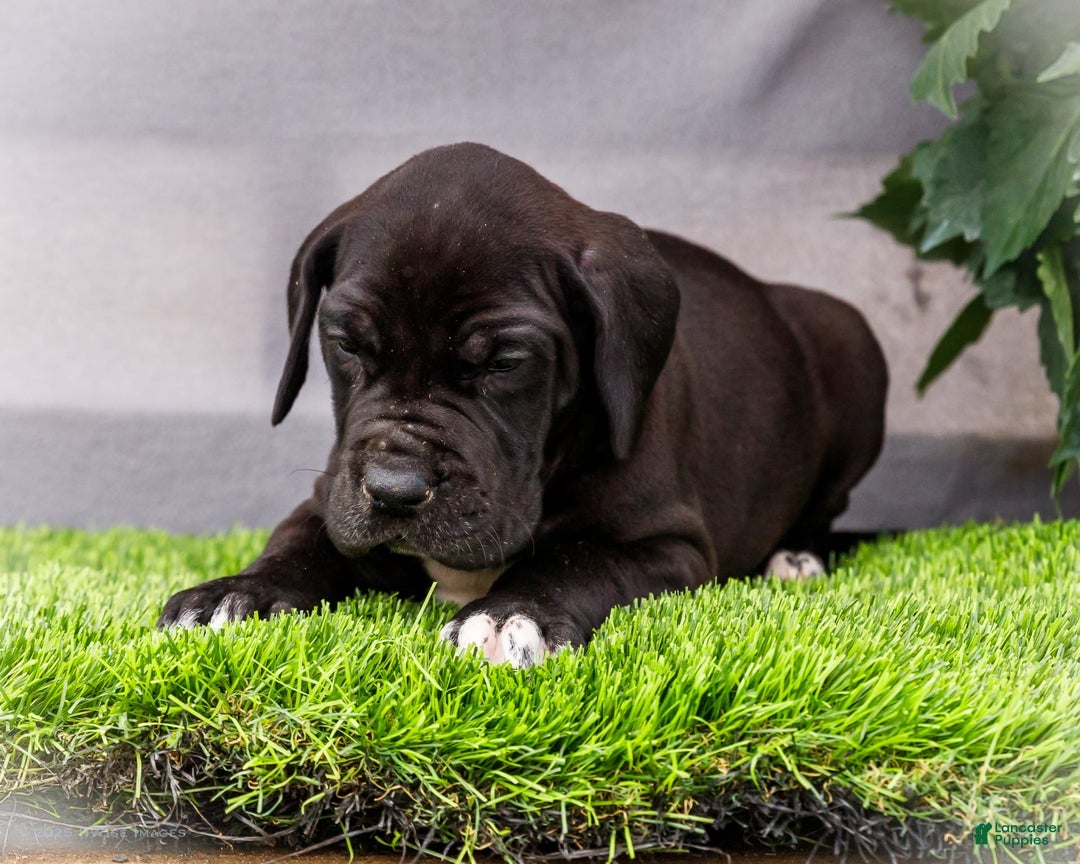 Great Dane dogs for sale: Jasper - Image 3