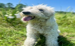 Goldendoodle dogs for sale: Tucker - Image 6