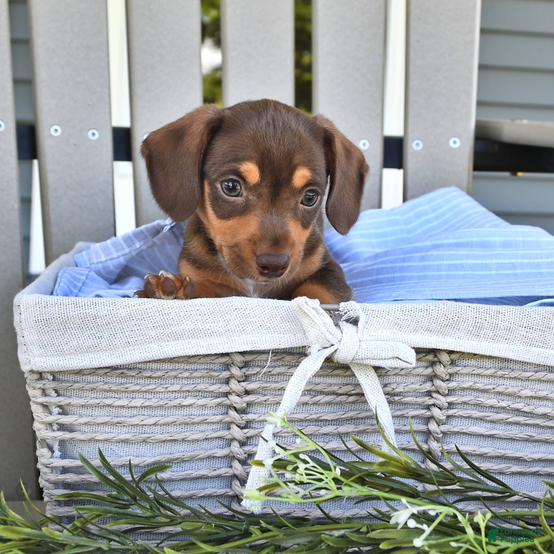 Chihuahua dogs for sale: Brownie - Image 1