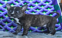 Boston Terrier dogs for sale: Buck - Image 1