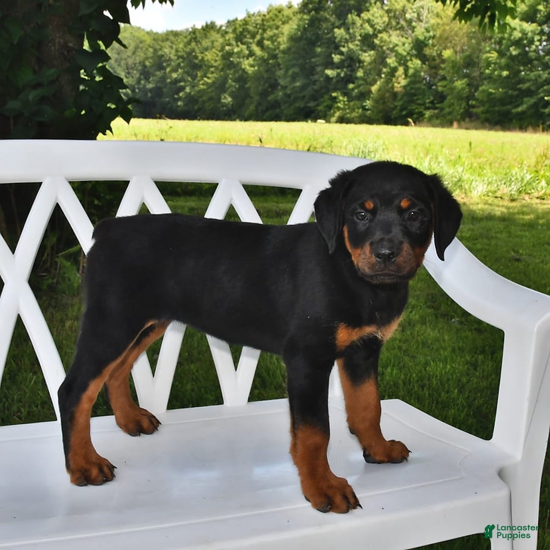 Rottweiler dogs for sale: Lexi - Image 10