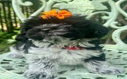 Maltipoo dogs for sale: Lucy - Image 4