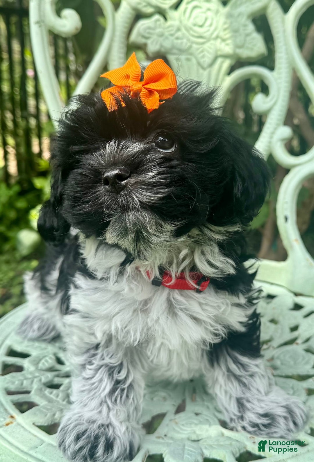 Maltipoo dogs for sale: Lucy - Image 4