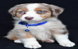 Australian Shepherd dogs for sale: Katie - Image 2