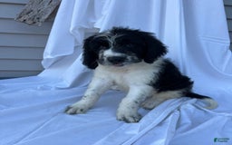 Newfypoo dogs for sale: Garrett - Image 1