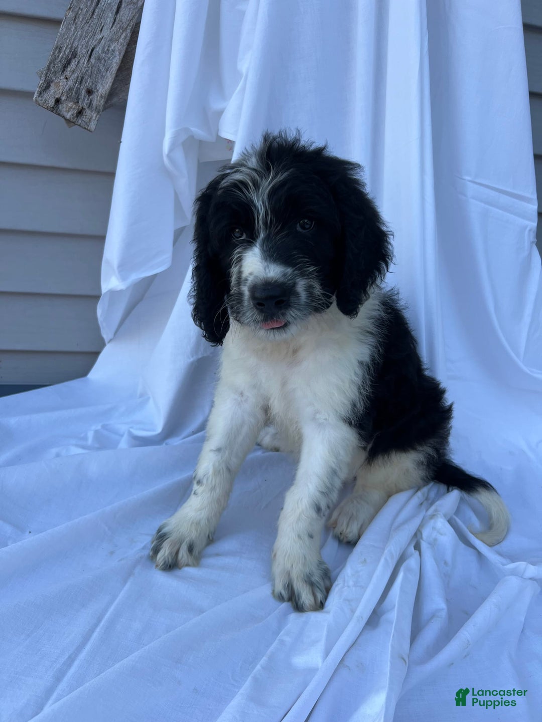 Newfypoo dogs for sale: Garrett - Image 1