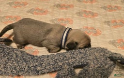 Pug dogs for sale: Dwight - Image 18