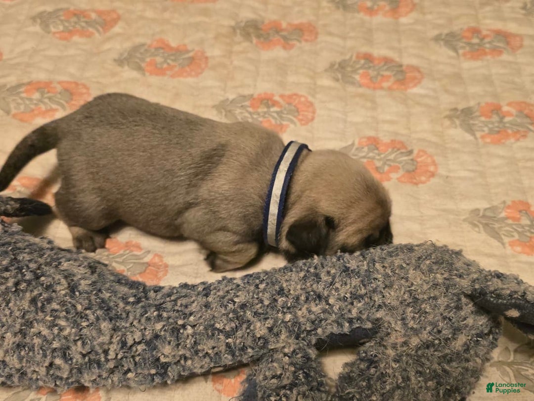 Pug dogs for sale: Dwight - Image 18