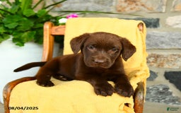 Labrador Retriever dogs for sale: Labrador Retriever 4 puppies - Image 12