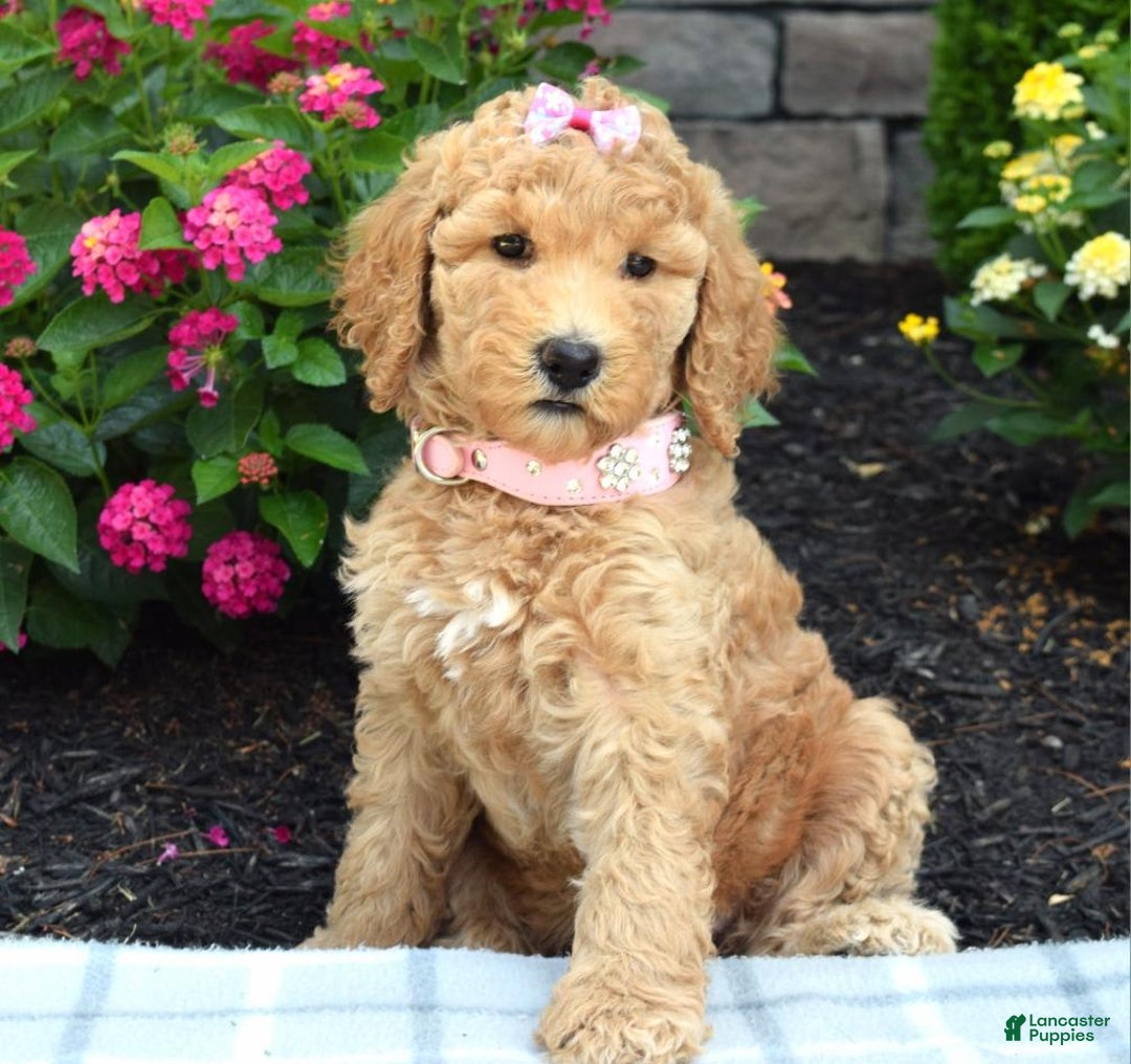 Standard Poodle dogs for sale: Dakota - Image 7