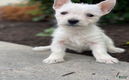 West Highland Terrier dogs for sale: Wrangler - Image 1
