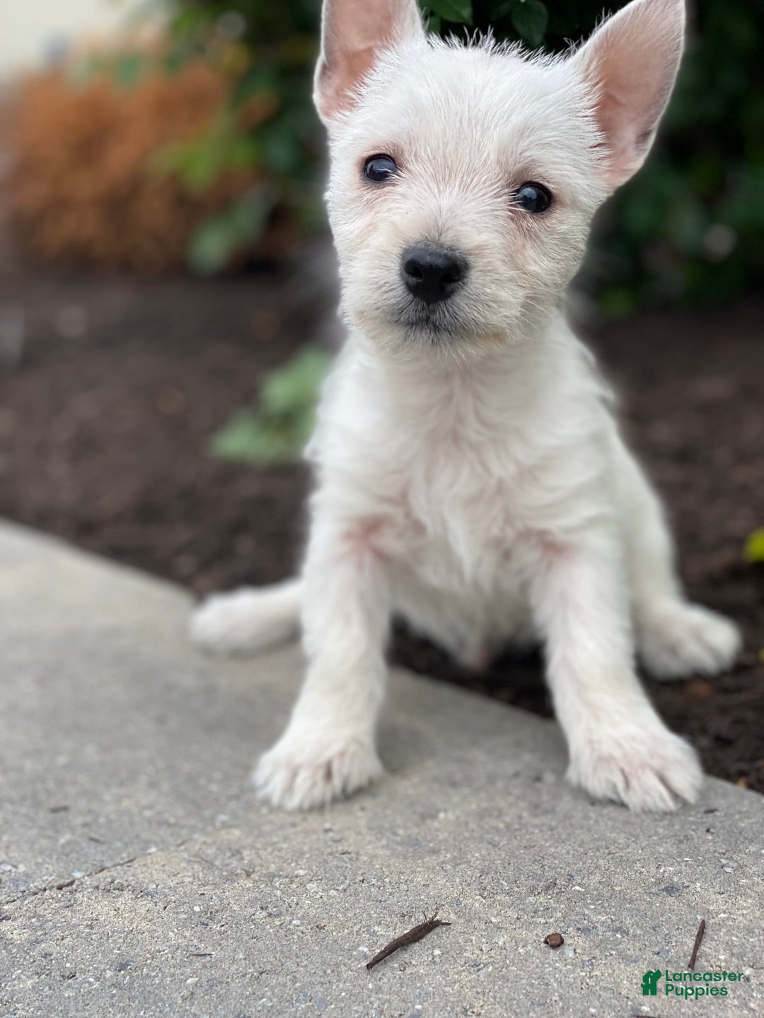 West Highland Terrier dogs for sale: Wrangler - Image 1