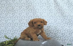 Cavapoo dogs for sale: Ryder - Image 4