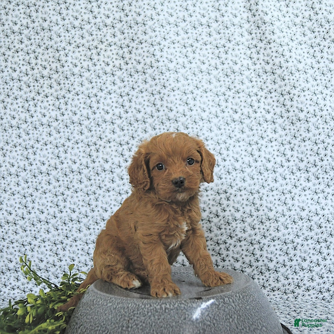 Cavapoo dogs for sale: Ryder - Image 4
