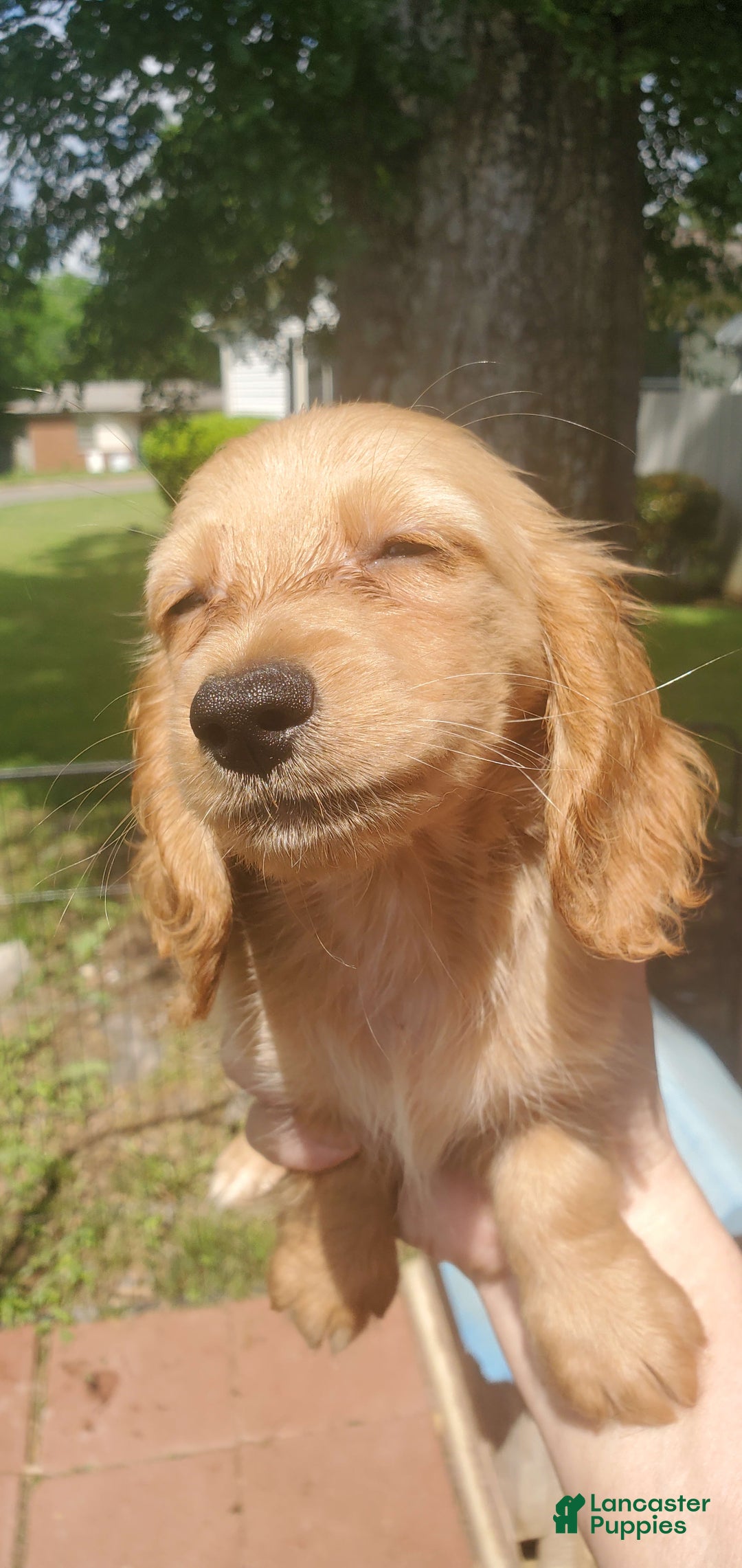 Miniature Dachshund dogs for sale: Creme - Image 1