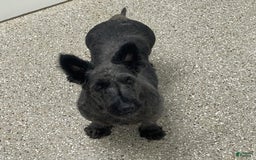 Scottish Terrier dogs for sale: Boris - Image 11