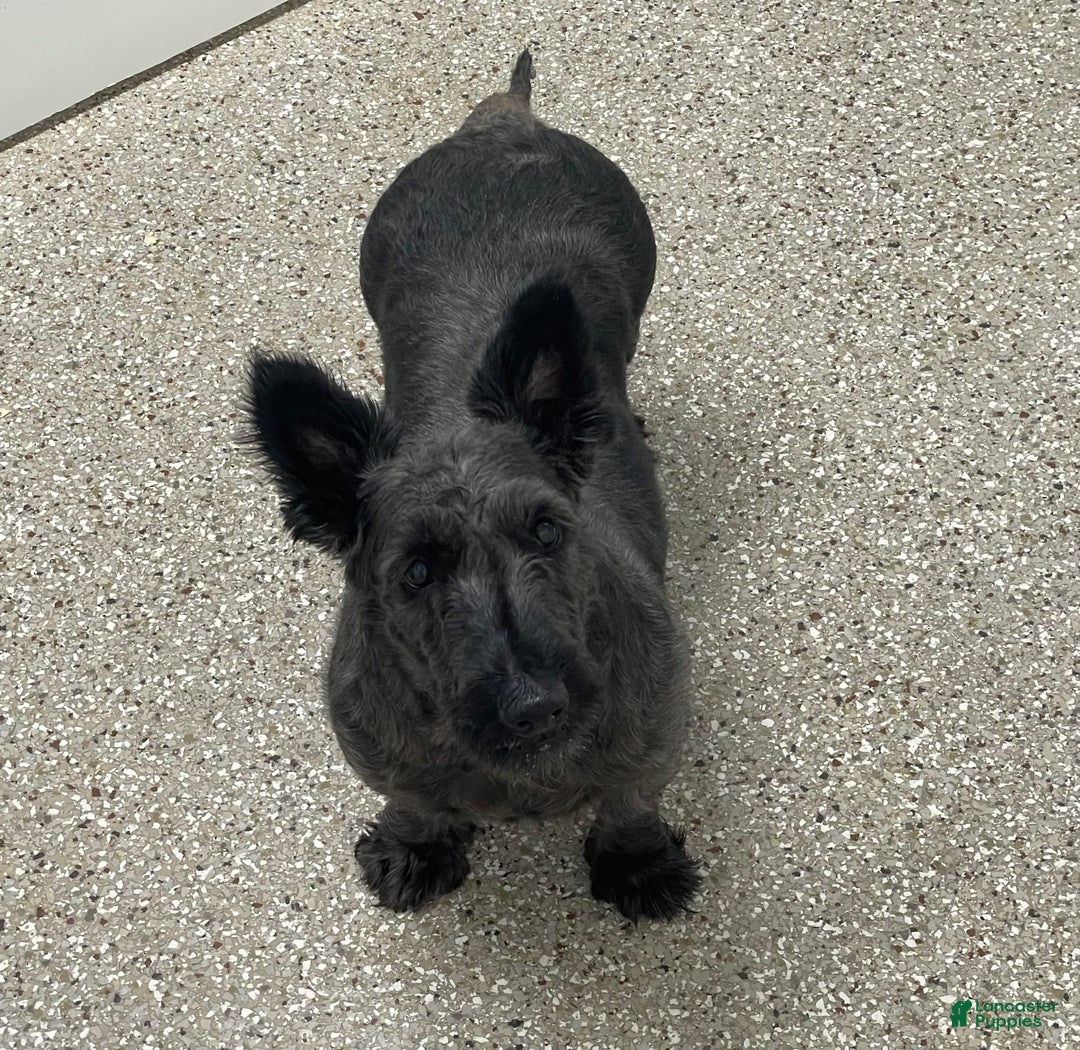 Scottish Terrier dogs for sale: Boris - Image 11