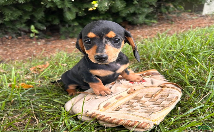 Dachshund dogs for sale - Ad 1