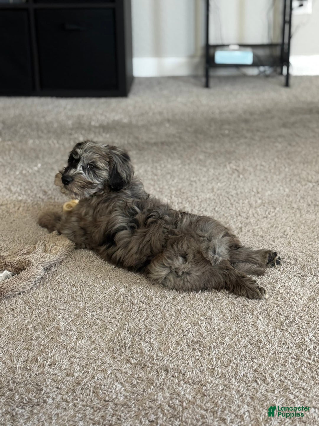 Goldendoodle dogs for sale: Armani - Image 4