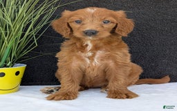 Goldendoodle dogs for sale: Kailey - Image 2