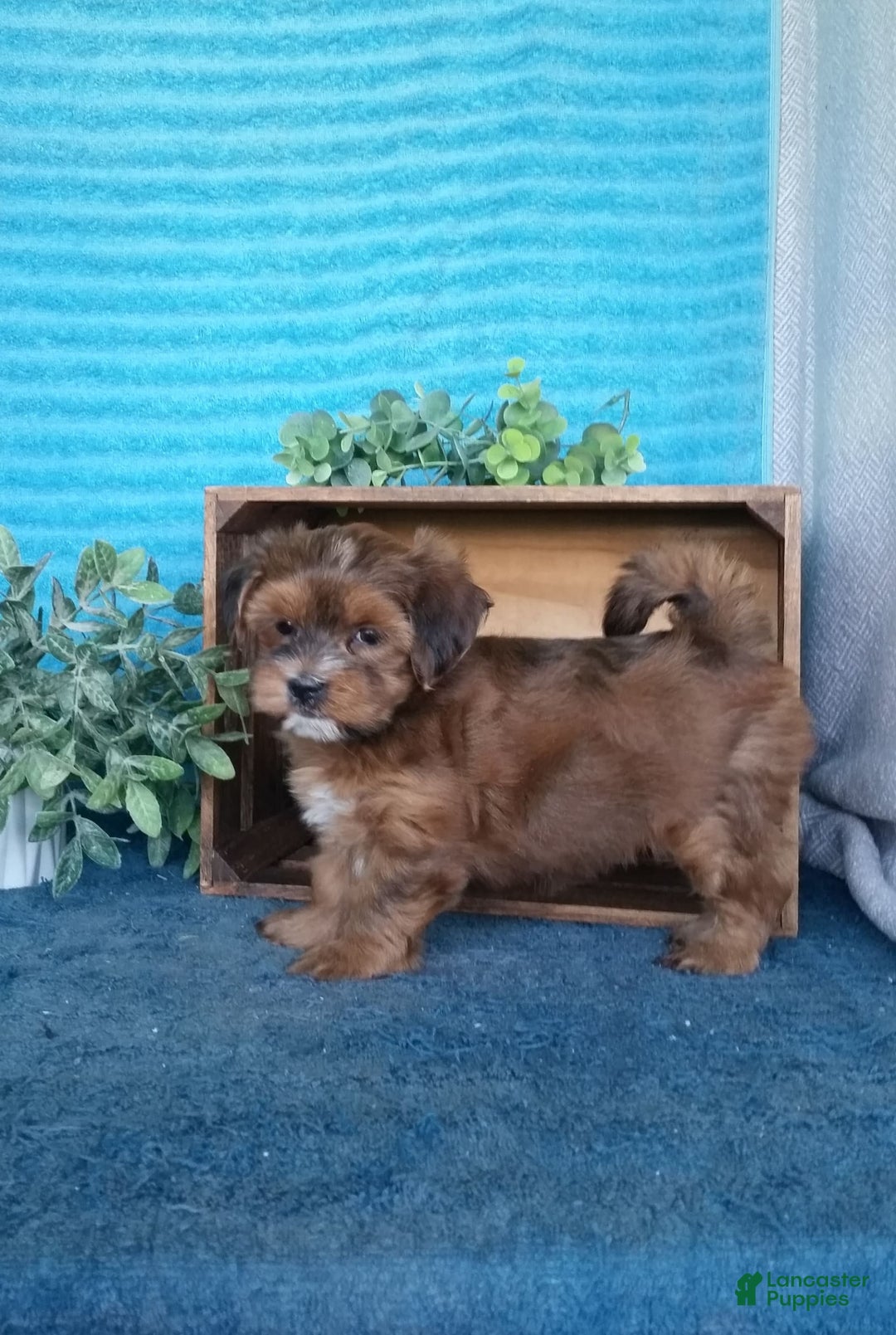Havanese dogs for sale: Brooke - Image 5