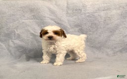 Miniature Poodle dogs for sale: Lily - Image 14