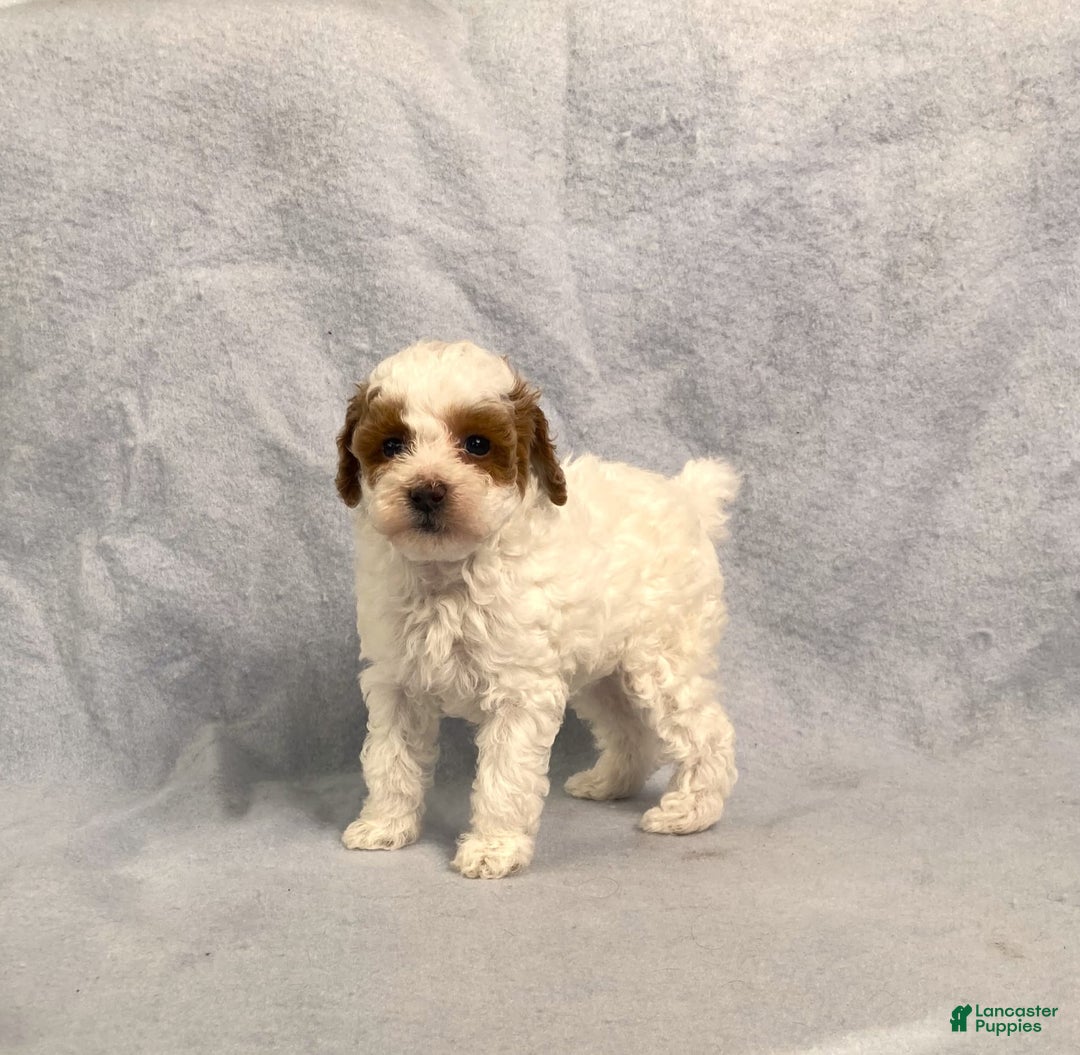 Miniature Poodle dogs for sale: Lily - Image 14