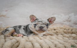 French Bulldog dogs for sale: Raven - Image 10