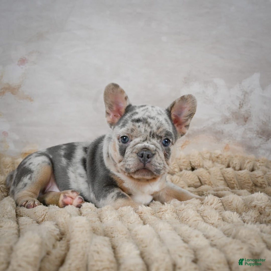 French Bulldog dogs for sale: Raven - Image 10