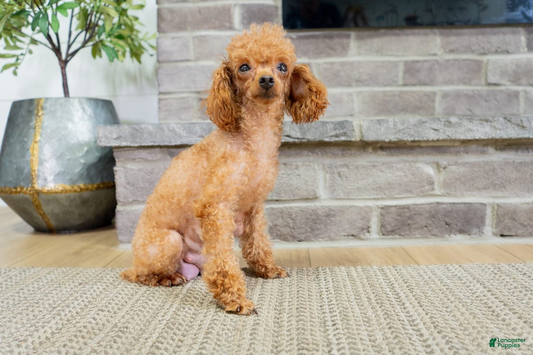 Maltipoo dogs for sale: Vander - Image 10