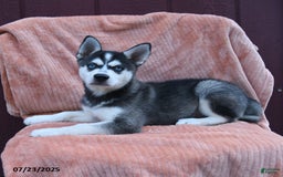 Alaskan Klee Kai dogs for sale: Cody - Image 2
