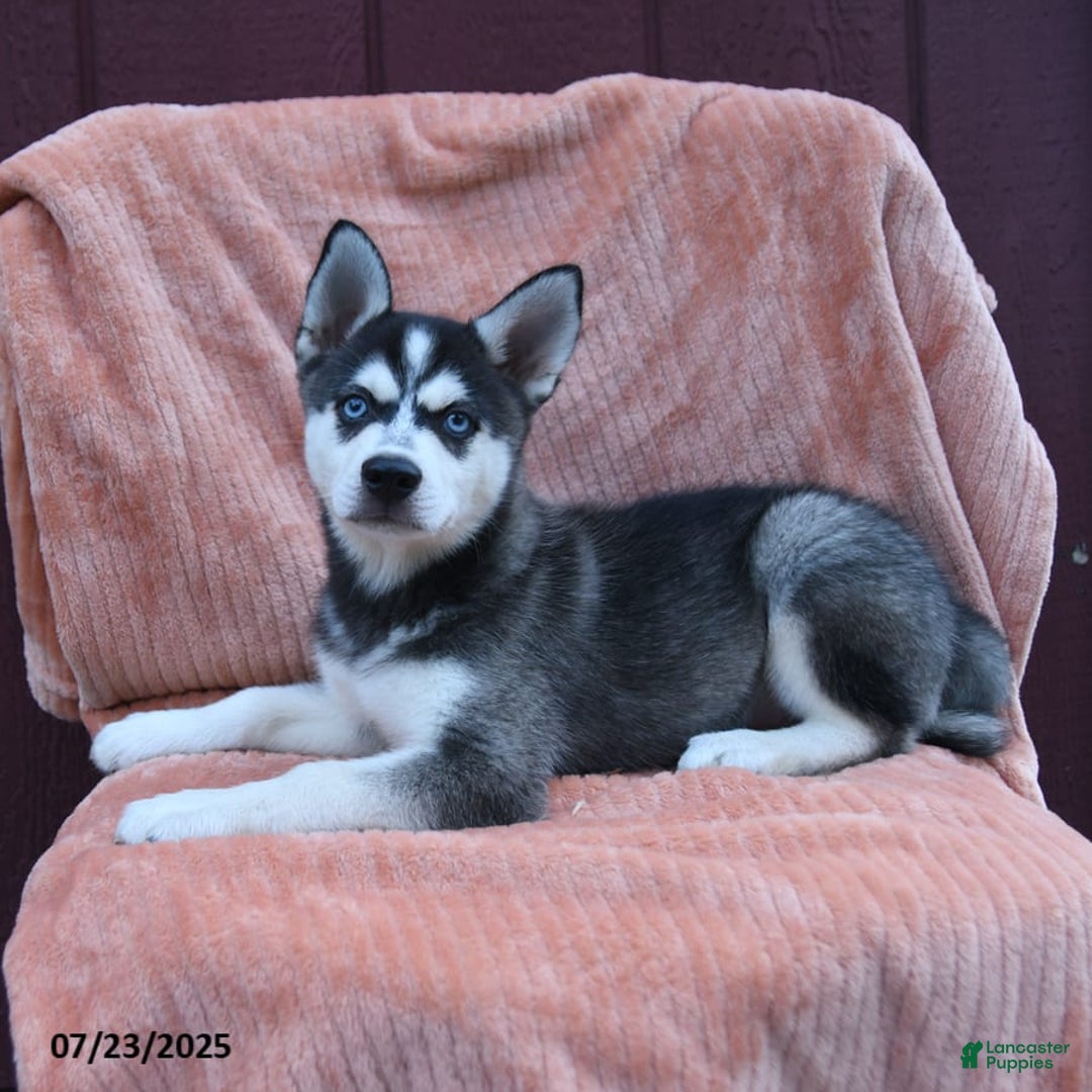Alaskan Klee Kai dogs for sale: Cody - Image 2